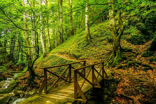 Image by Ivaylo Ivanov from Pixabay