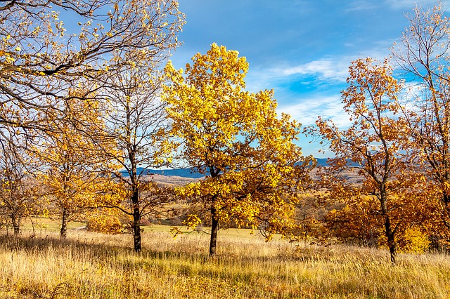 Image by Ivaylo Ivanov from Pixabay