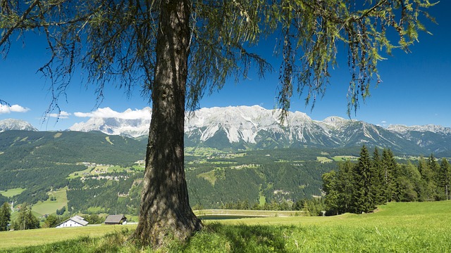 Image by 1150199 from Pixabay