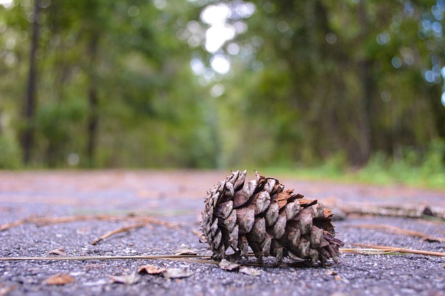 Image by dbjr76 from Pixabay