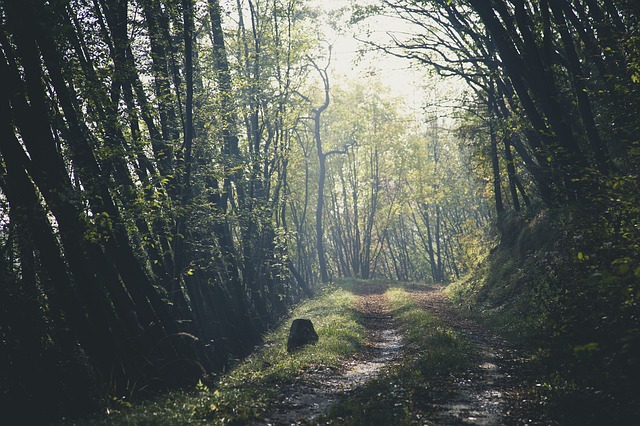 Image by StockSnap from Pixabay