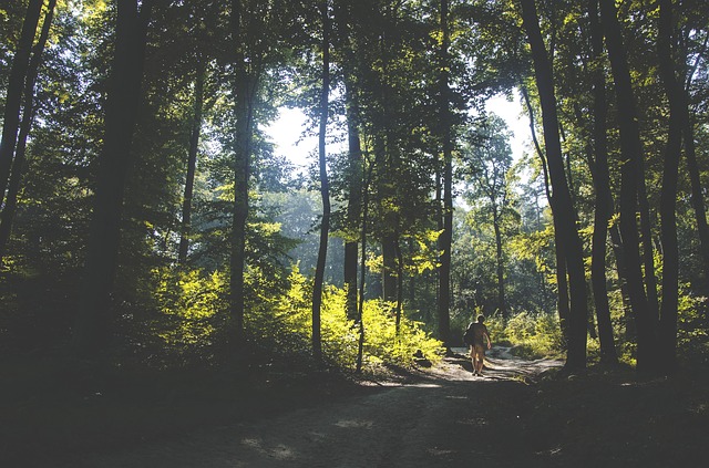 Image by StockSnap from Pixabay