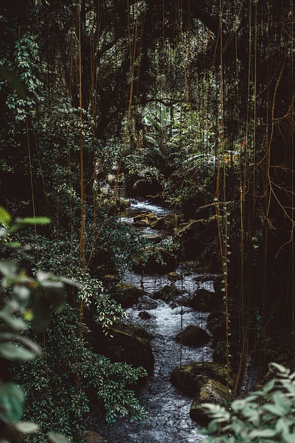 Image by StockSnap from Pixabay