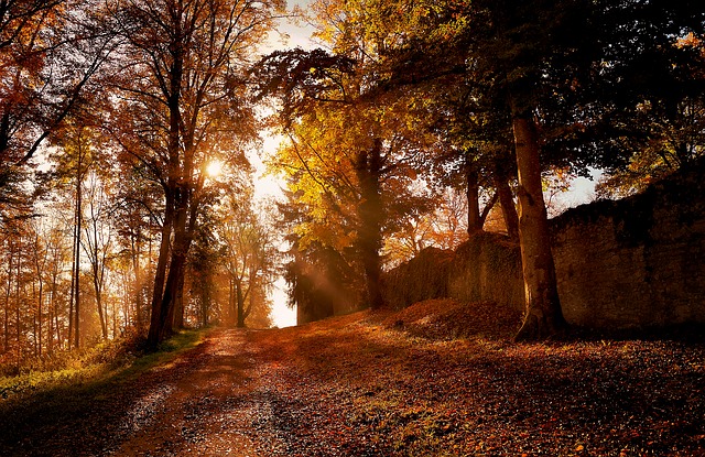 Image by Robert C from Pixabay