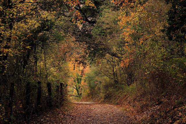 Image by Daniel Nebreda from Pixabay