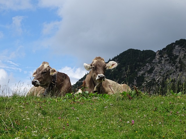 Image by Wellenlaeufer from Pixabay