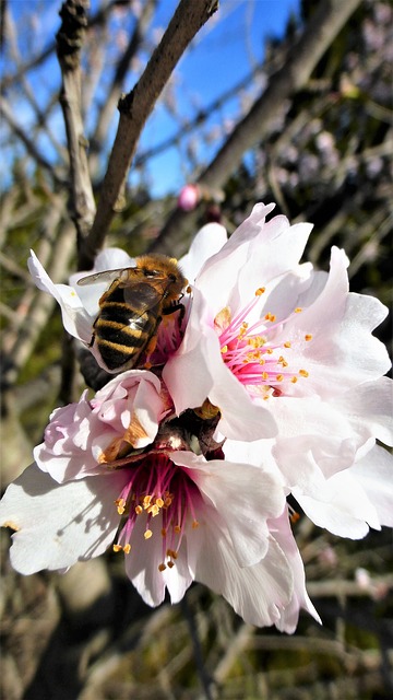 Image by RENE RAUSCHENBERGER from Pixabay