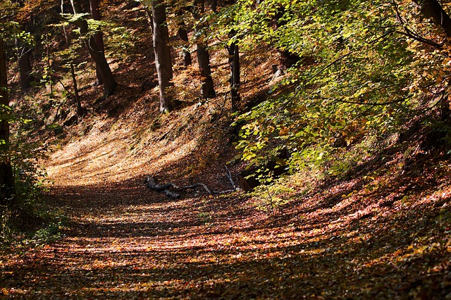 Image by Lutz Peter from Pixabay