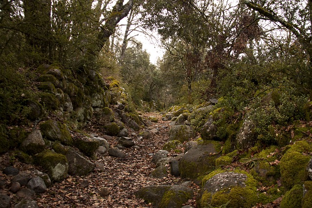 Image by Aleix Solé from Pixabay