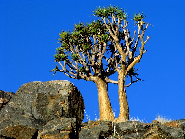 Image by Leon Basson from Pixabay