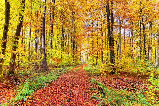 Image by Marion Wellmann from Pixabay