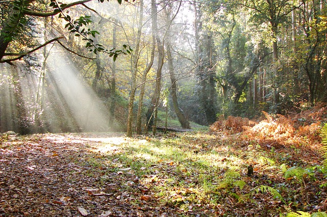 Image by xurxog from Pixabay