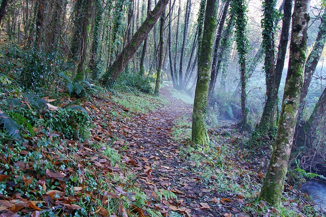 Image by xurxog from Pixabay
