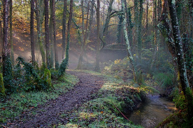 Image by xurxog from Pixabay
