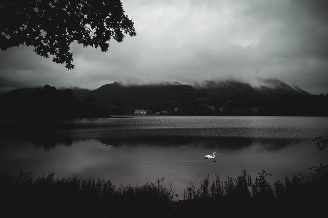 Image by catcrawf1990 from Pixabay