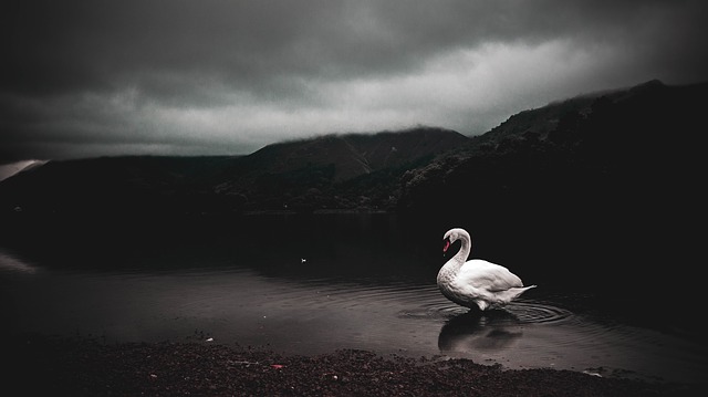 Image by catcrawf1990 from Pixabay