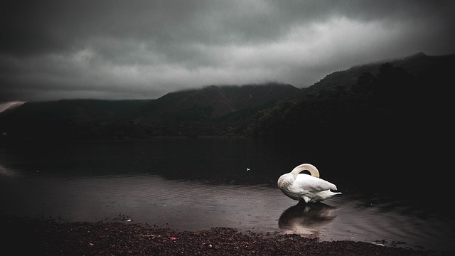 Image by catcrawf1990 from Pixabay