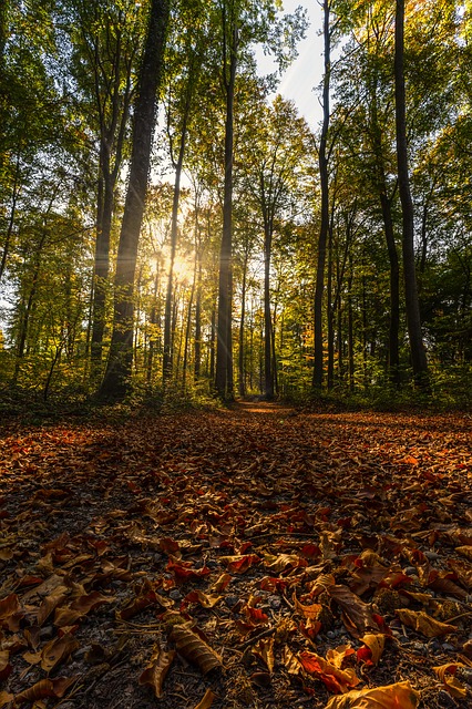 Image by Lars_Nissen_Photoart from Pixabay