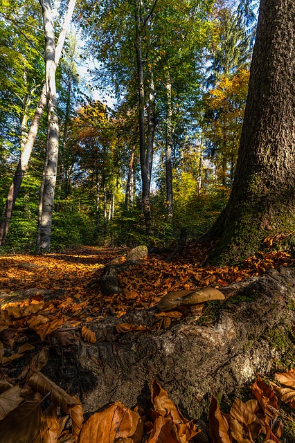 Image by Lars_Nissen_Photoart from Pixabay