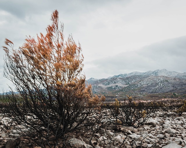 Image by sallycadore from Pixabay