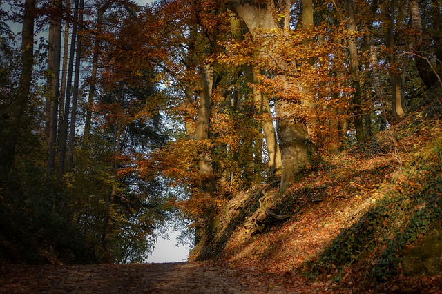 Image by Albrecht Fietz from Pixabay