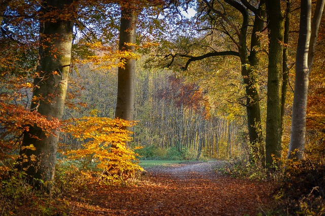 Image by Albrecht Fietz from Pixabay