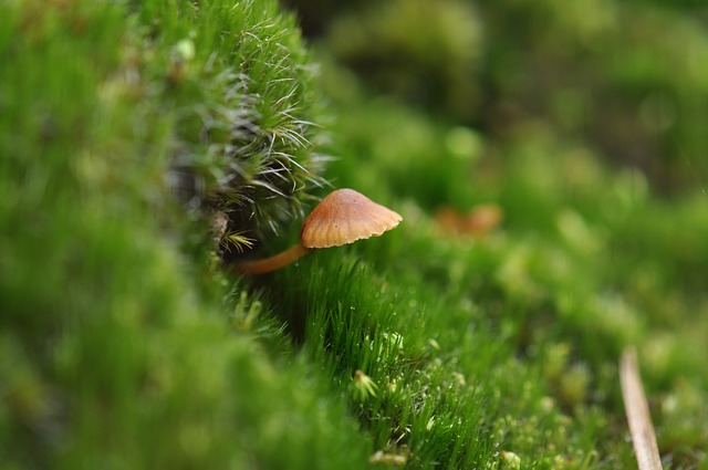 Image by Wendy Baars from Pixabay