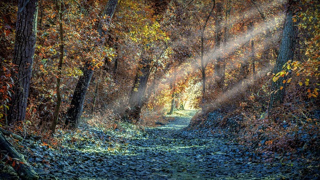Image by Josep Monter Martinez from Pixabay