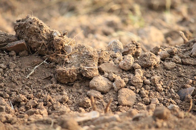 Image by Sonam Prajapati from Pixabay