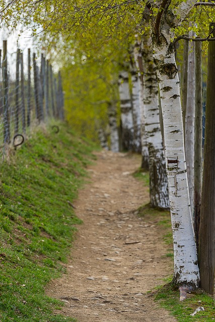 Image by Lars_Nissen_Photoart from Pixabay
