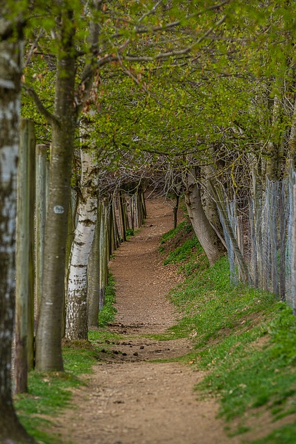 Image by Lars_Nissen_Photoart from Pixabay