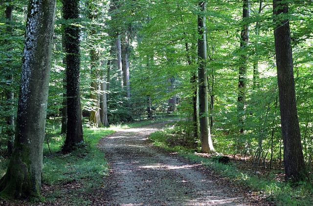 Image by Manfred Antranias Zimmer from Pixabay