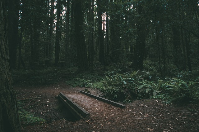 Image by Free-Photos from Pixabay