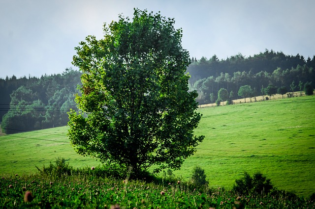 Image by nile from Pixabay