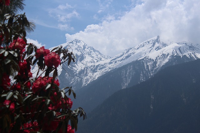 Image by Rabi Maharjan from Pixabay