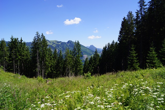 Image by CeeSee from Pixabay