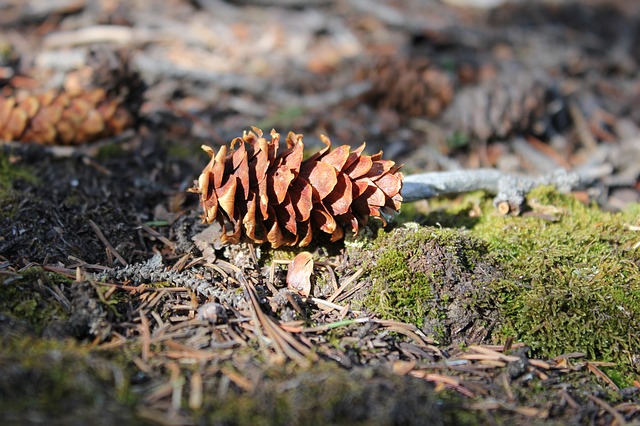 Image by hike4life687 from Pixabay