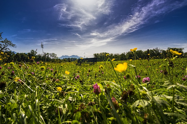 Image by O12 from Pixabay