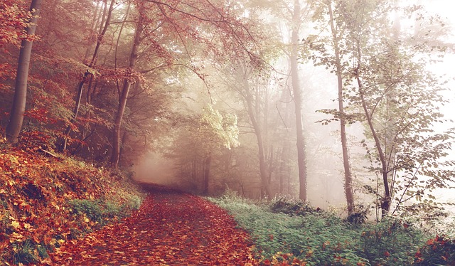 Image by Free-Photos from Pixabay