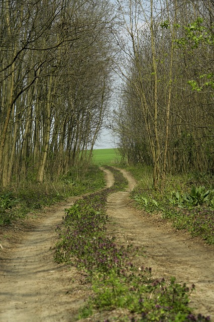 Image by Mike Sweeney from Pixabay