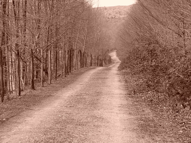 Image by imanol avila from Pixabay