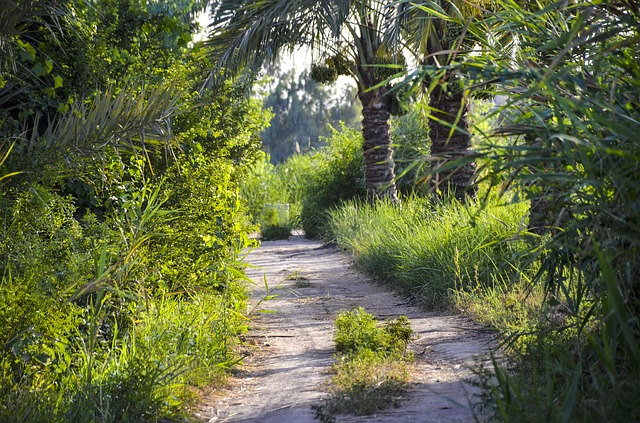 Image by mudhaffr ahmed from Pixabay