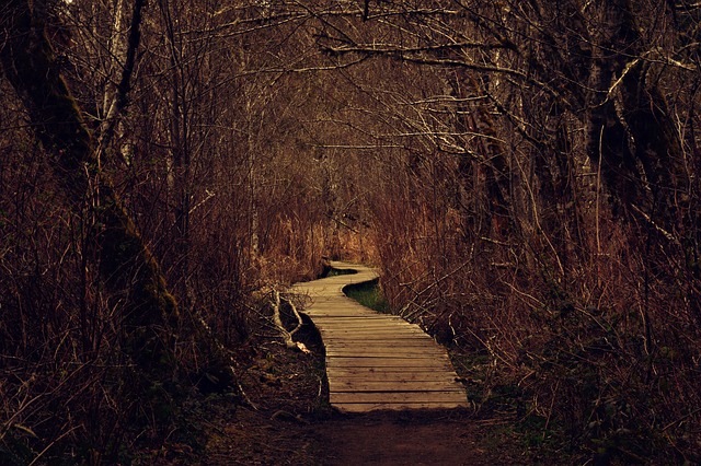 Image by joshua leal from Pixabay