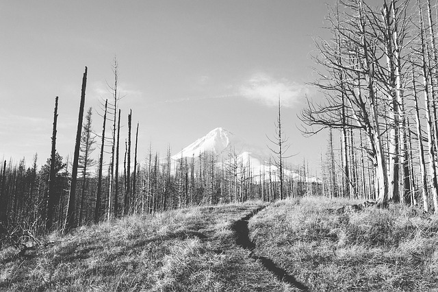 Image by JayMantri from Pixabay
