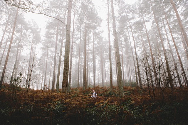 Image by StockSnap from Pixabay
