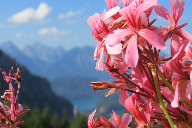 Image by MPMPix from Pixabay