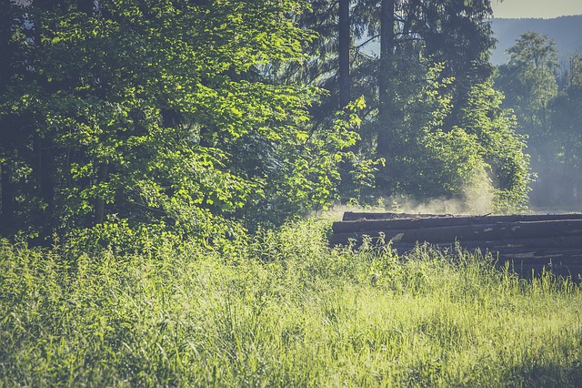 Image by Markus Spiske from Pixabay