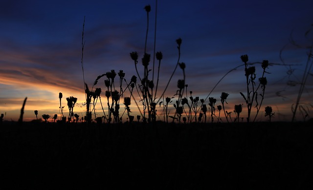 Image by Jarosław Deluga-Góra from Pixabay