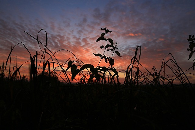 Image by Jarosław Deluga-Góra from Pixabay