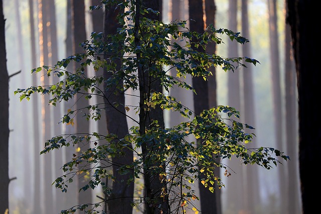 Image by Jarosław Deluga-Góra from Pixabay